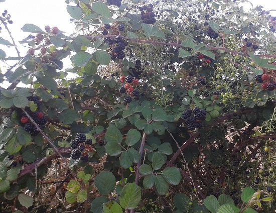 Tiempo de moras... Tiempo de moras...